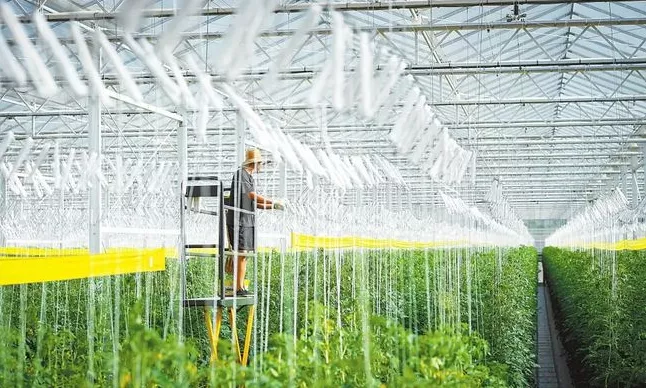 加強規?；N植基地建設與農業生產托管服務，助力蔬菜產業穩定發展